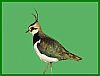 Kiebitz-Logo